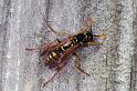 Vespula_ZZXYX_F2328_Z_85_Cape Reinga_Nieuw-Zeeland